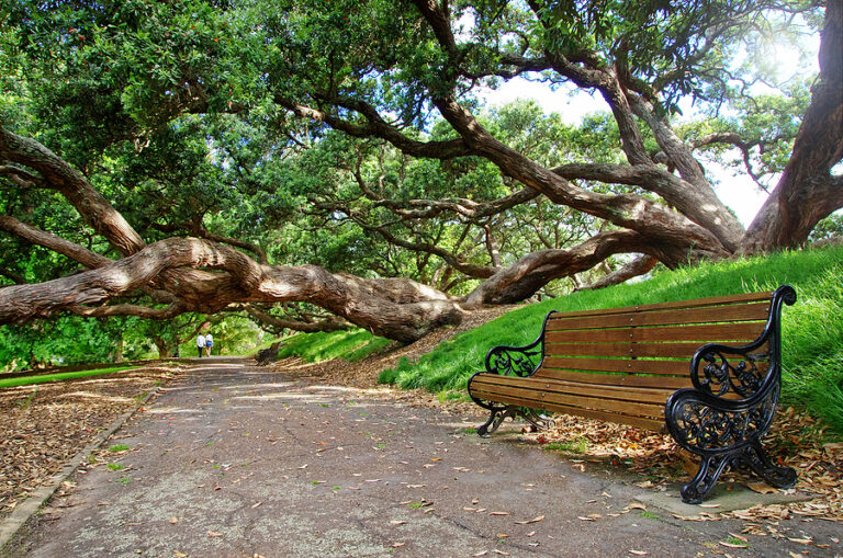 Sit down on this bench and take a clarity break in the woods