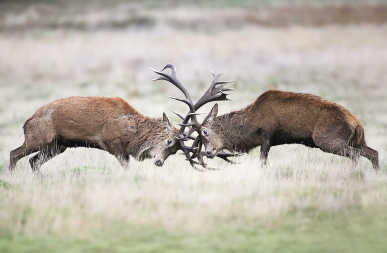 Conflict Avoidance is not a sustainable method in the office