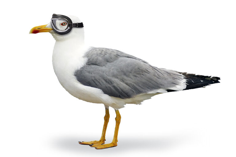 seagull manager