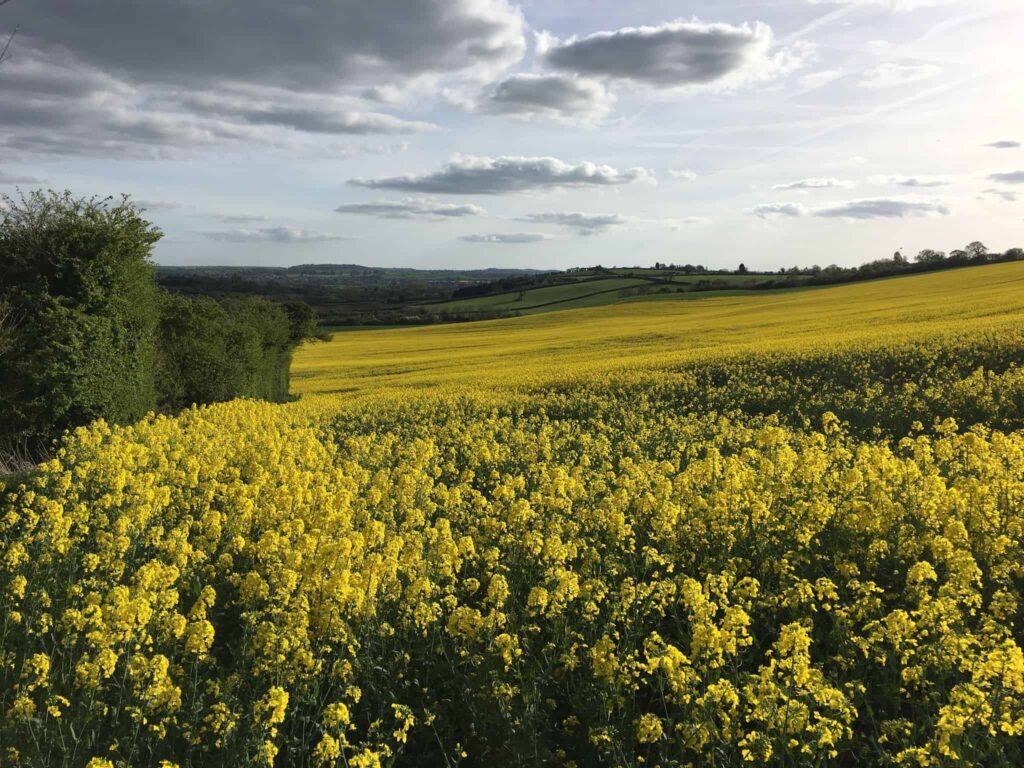 visualize fields of flowers