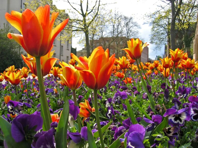 Field of flowers